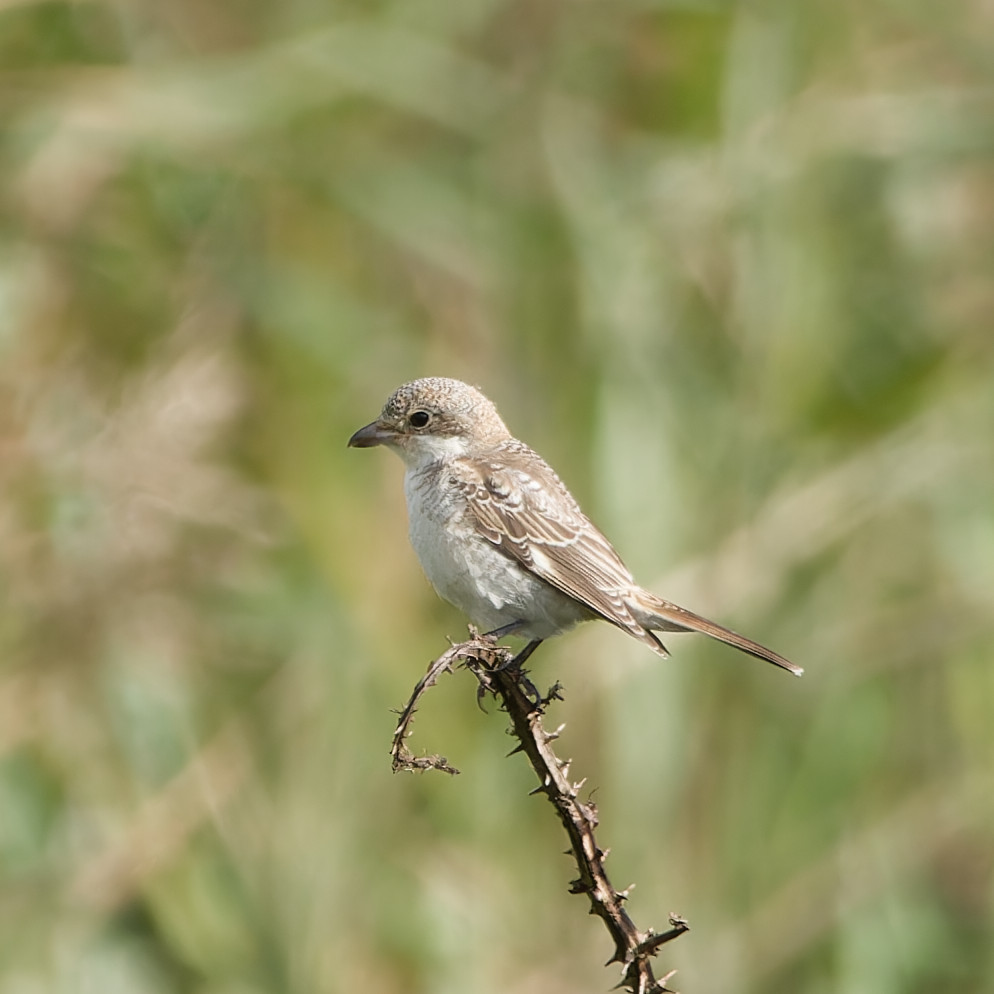 Photo of Woodchat Shrike